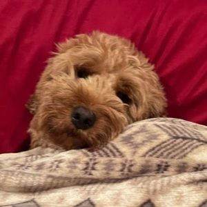 Meet your Posher, Archie